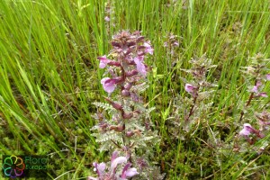 Pedicularis palustris